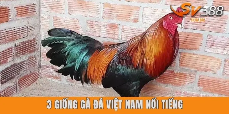 3 giống gà đá Việt Nam nổi tiếng