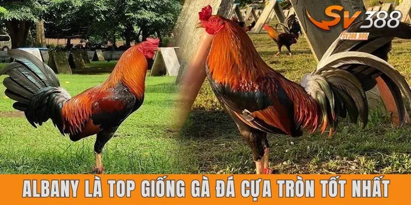 Albany là top giống gà đá cựa tròn tốt nhất