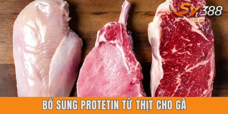 Bổ sung protein từ thịt cho gà