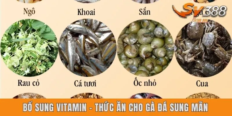 Bổ sung vitamin - Thức ăn cho gà đá sung mãn