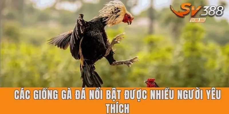 Các giống gà đá nổi bật được nhiều người yêu thích