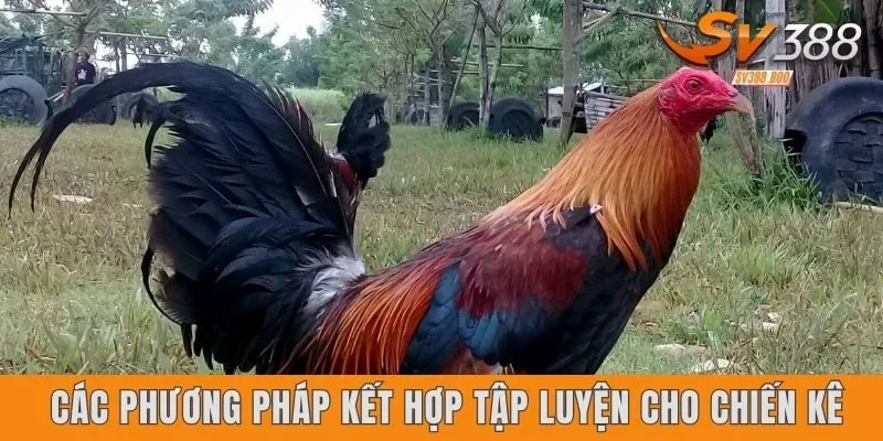 Các phương pháp kết hợp tập luyện cho chiến kê