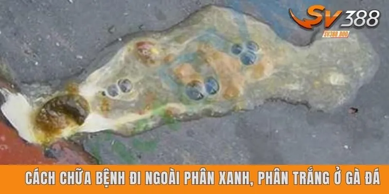 Cách chữa bệnh đi ngoài phân xanh, phân trắng ở gà đá