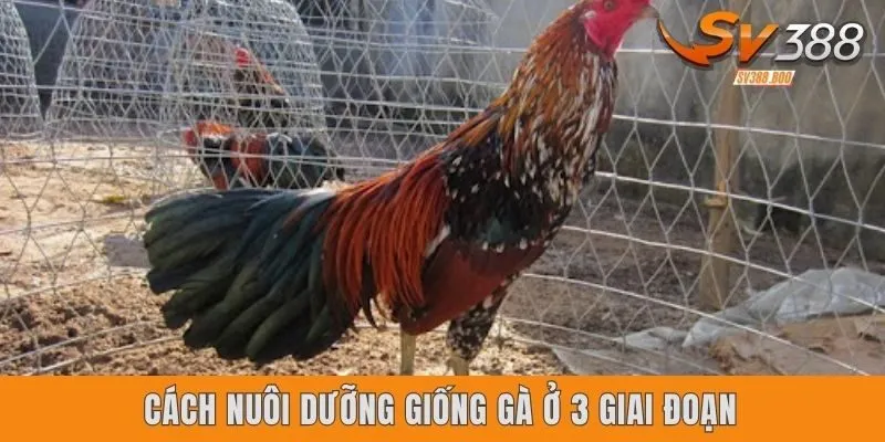 Cách nuôi dưỡng giống gà ở 3 giai đoạn