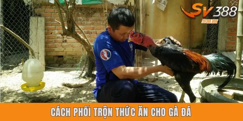 Lợi ích của việc phối trộn thức ăn cho gà đá