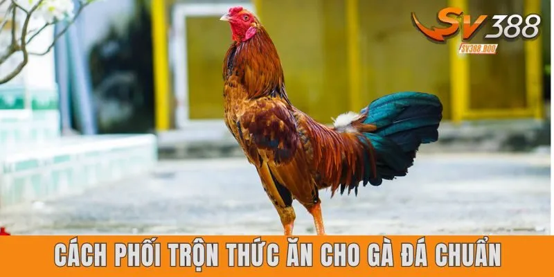 Cách phối trộn thức ăn cho gà đá chuẩn