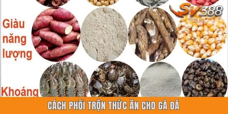 Điều quan trọng cần biết khi phối trộn thức ăn cho gà đá