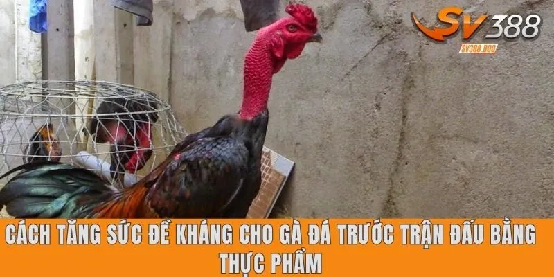 Cách tăng sức đề kháng cho gà đá trước trận đấu bằng thực phẩm