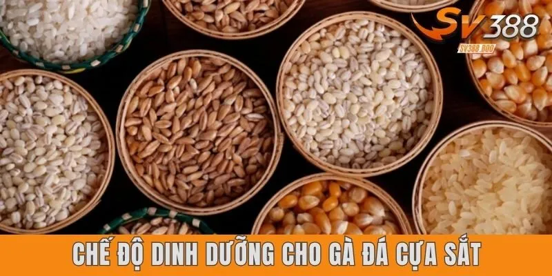 Chế Độ Dinh Dưỡng Cho Gà Đá Cựa Sắt