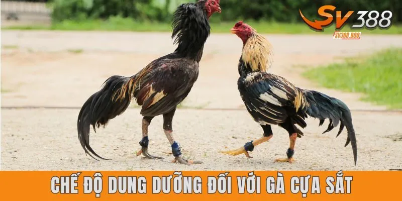 Chế độ dinh dưỡng đối với gà cựa sắt