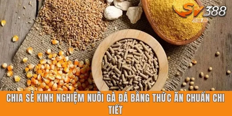 Chia Sẻ Kinh Nghiệm Nuôi Gà Đá Bằng Thức Ăn Chuẩn