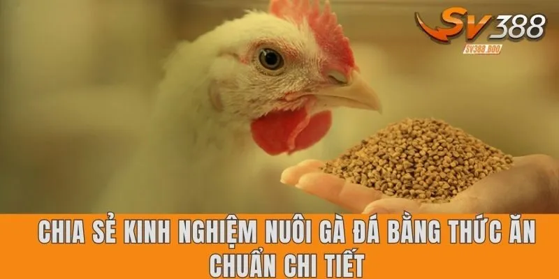 Chia sẻ kinh nghiệm nuôi gà đá bằng thức ăn chuẩn chi tiết