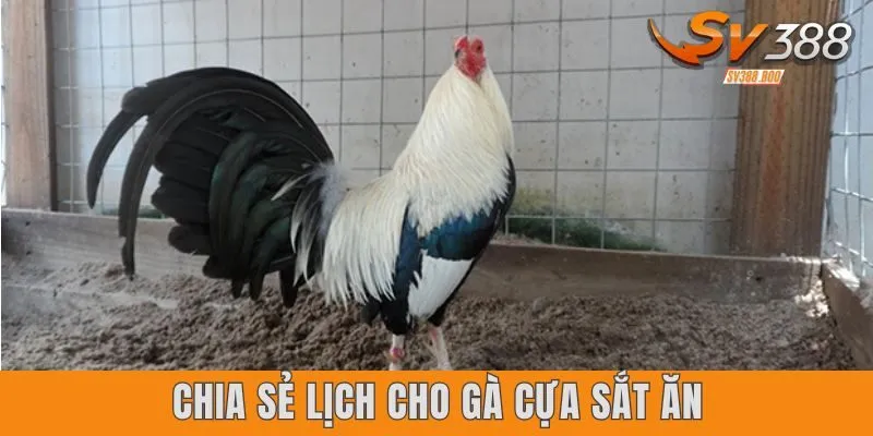 Chia sẻ lịch cho gà cựa sắt ăn