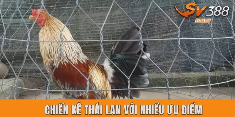 Giống chiến kê Thái Lan với nhiều ưu điểm