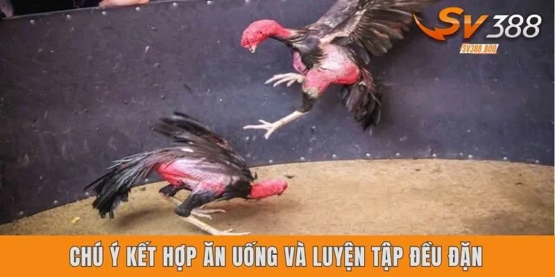 Chú ý kết hợp ăn uống và luyện tập đều đặn