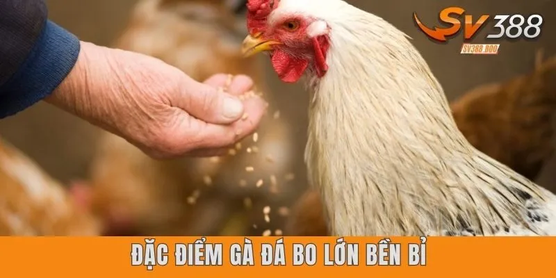 Đặc điểm nhận diện giống gà đá bo lớn bền bỉ