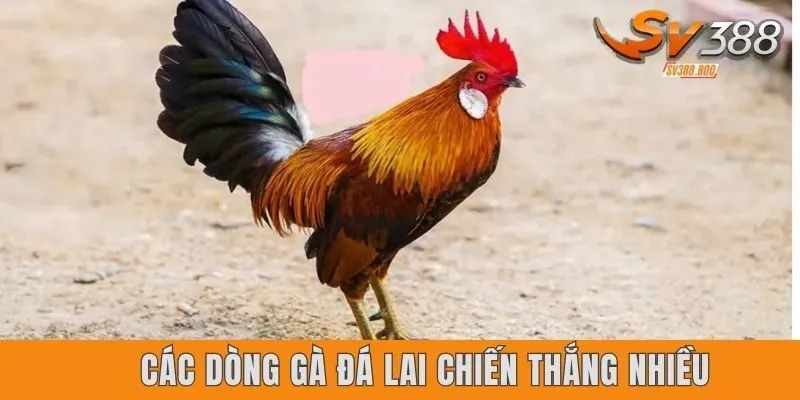 Đôi nét về các dòng gà đá lai chiến thắng nhiều