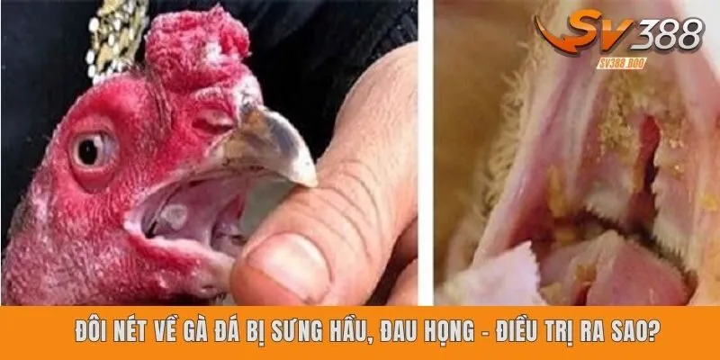 Đôi nét về gà đá bị sưng hầu, đau họng - Điều trị ra sao?