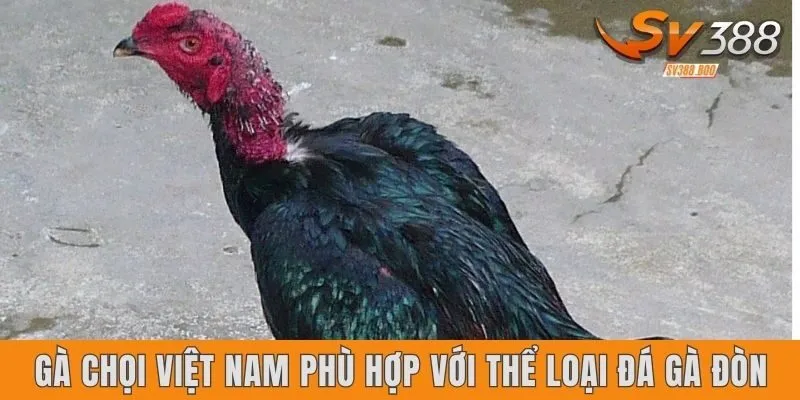 Gà chọi Việt Nam phù hợp với thể loại đá đòn