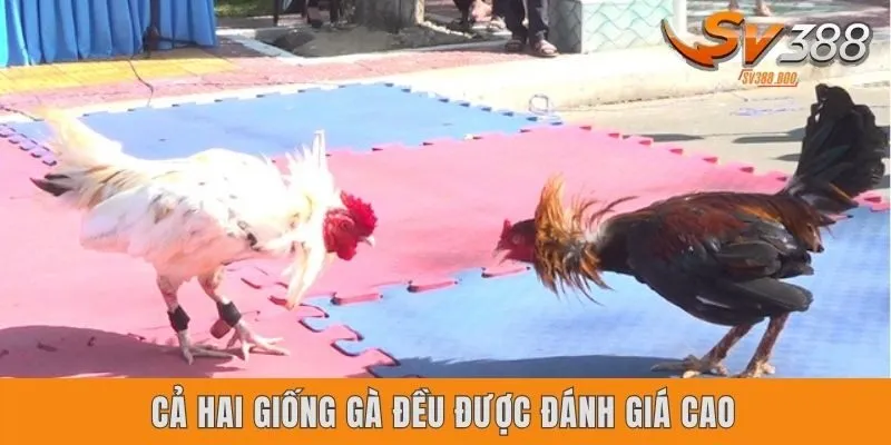 Gà đá Thái Lan vs gà đá Mỹ đều được đánh giá cao