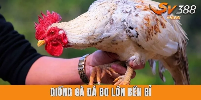 Giống gà đá bo lớn bền bỉ