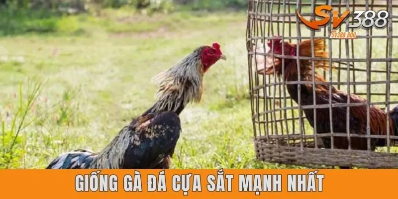 Giống gà đá cựa sắt mạnh nhất