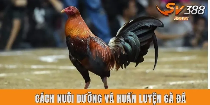 Hướng dẫn cách nuôi dưỡng và huấn luyện gà đá