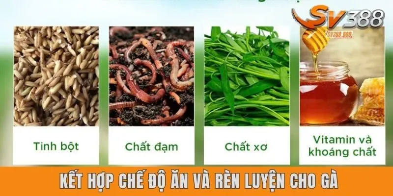 Kết hợp chế độ ăn và rèn luyện cho gà