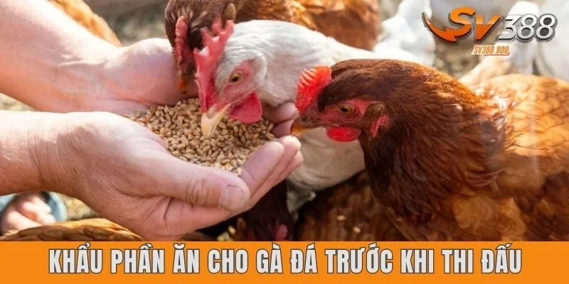 Khẩu phần ăn cho gà đá trước khi thi đấu