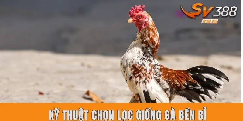 Kỹ thuật chọn lọc giống gà bền bỉ chuẩn