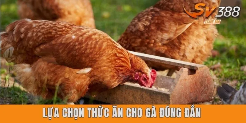 Lựa chọn thức ăn cho gà đúng đắn để phát triển tốt