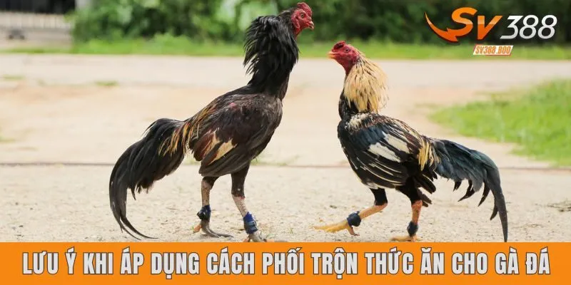 Lưu ý khi áp dụng cách phối trộn thức ăn cho gà đá