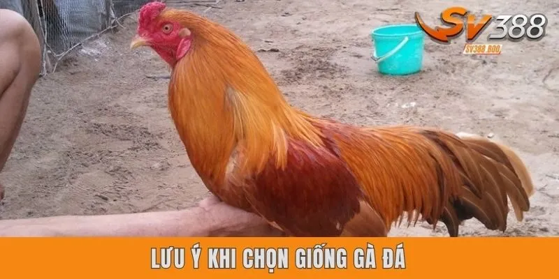 Lưu ý quan trọng khi chọn giống gà đá