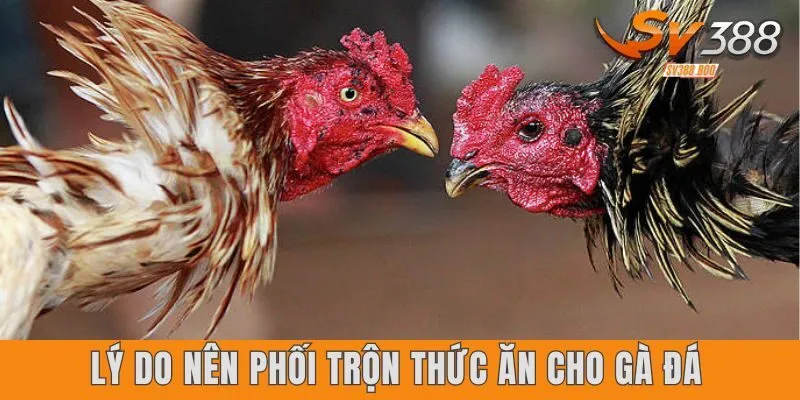 Cách phối trộn thức ăn cho gà đá