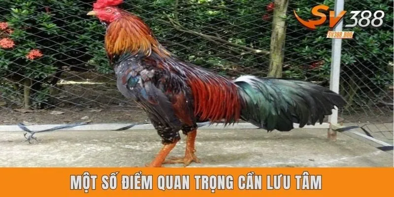 Một số điểm quan trọng cần lưu tâm