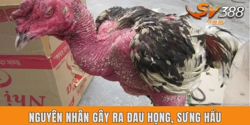 Nguyên nhân gây ra đau họng, sưng hầu