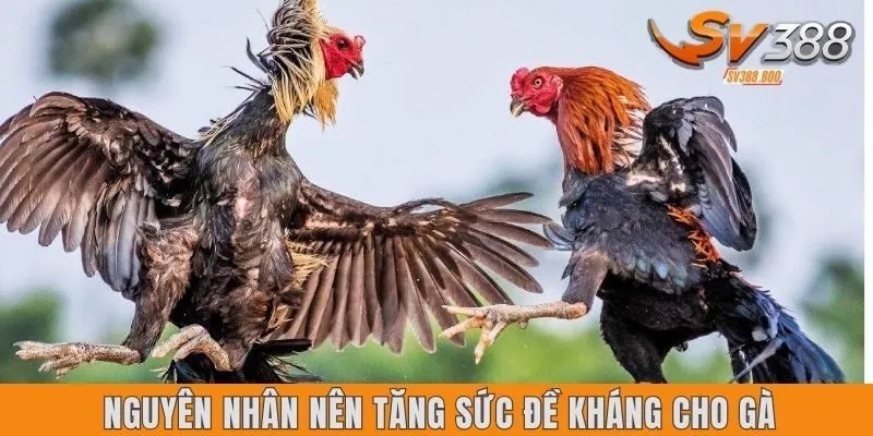 Nguyên nhân nên tăng sức đề kháng cho gà