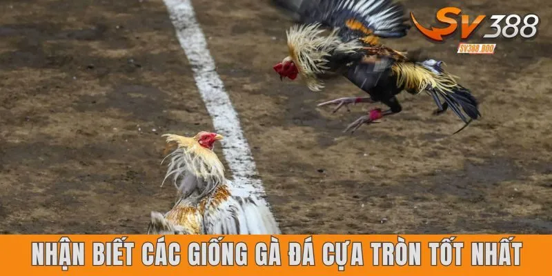 Nhận biết các giống gà đá cựa tròn tốt nhất