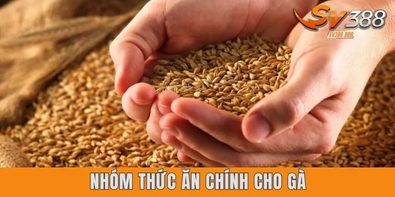 Nhóm thức ăn chính cho gà