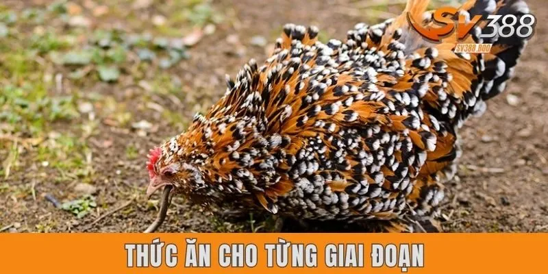 Phân loại các loại thức ăn cho từng giai đoạn