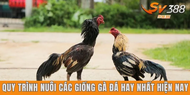 Quy trình nuôi các giống gà đá hay nhất hiện nay