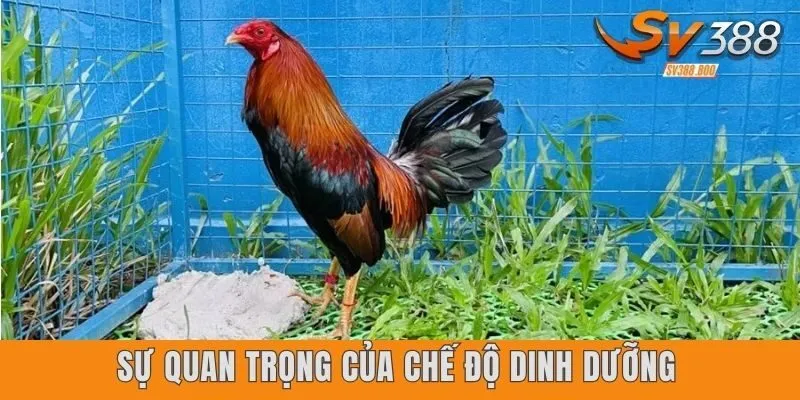 Sự quan trọng của chế độ dinh dưỡng cho gà đá cựa sắt