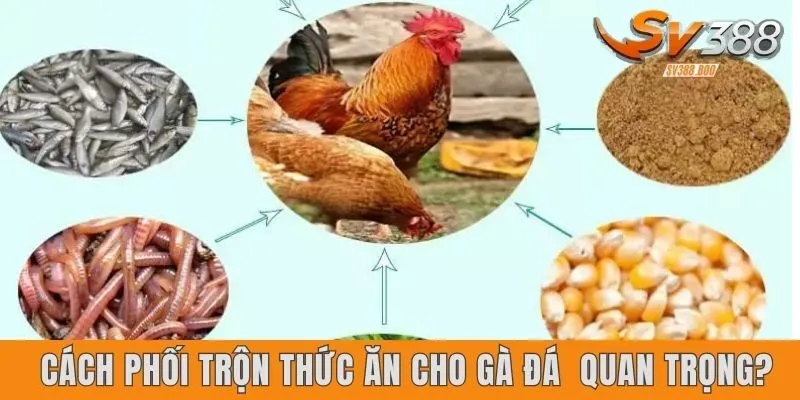 Tại sao cách phối trộn thức ăn cho gà đá lại quan trọng?