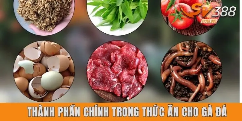 Thành phần chính trong thức ăn cho gà đá sung sức