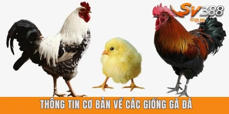 Thông tin tổng quát về các giống gà đá