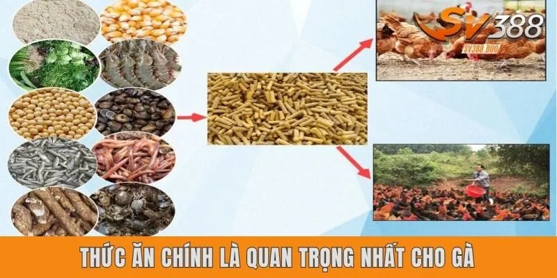 Thức ăn chính là quan trọng nhất cho gà