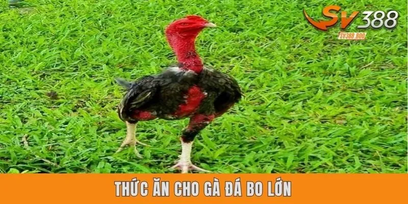 Thức ăn cho gà đá bo lớn