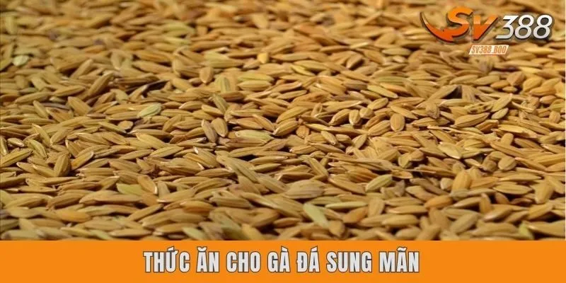 thức ăn cho gà đá sung mãn