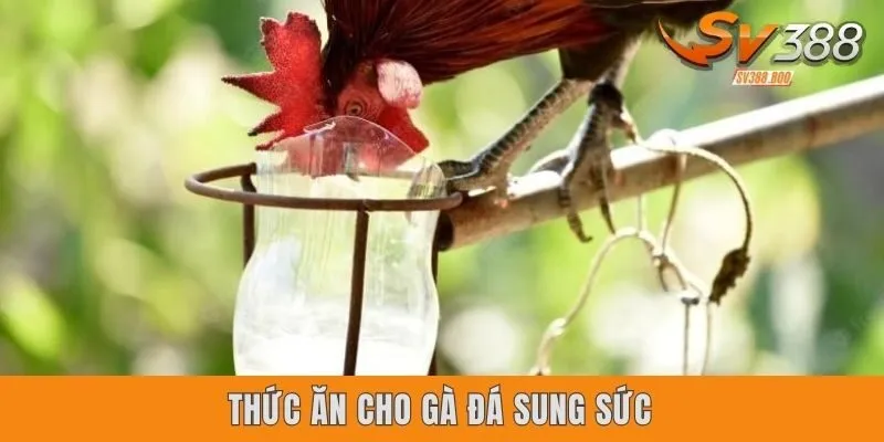 Thức Ăn Cho Gà Đá Sung Sức