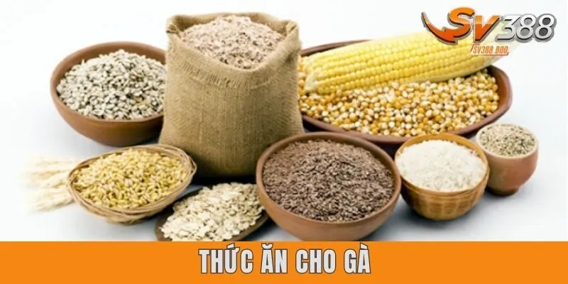 thức ăn cho gà